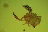Fossil Pseudoscorpion & Fly (Diptera) Preserved In Baltic Amber #84650-2